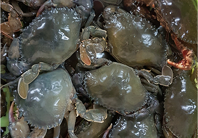 Frozen Softshell crab