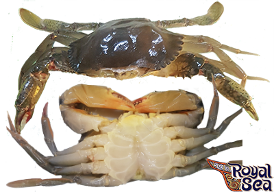 Frozen Softshell crab